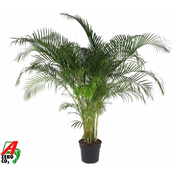 <h4>Dypsis Lutescens(Areca) P40</h4>