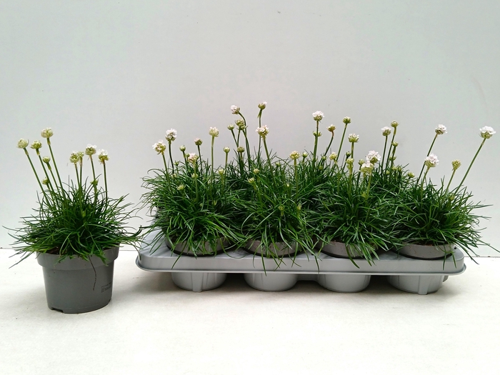 <h4>ARME MAR ALBA</h4>