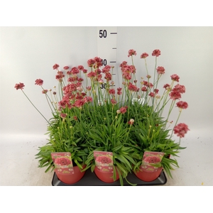 Armeria   ...
