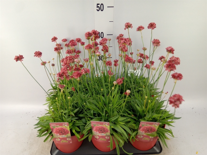 <h4>Armeria   ...</h4>