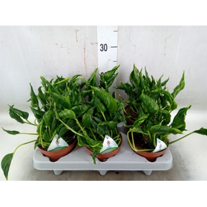 Epipremnum   ...