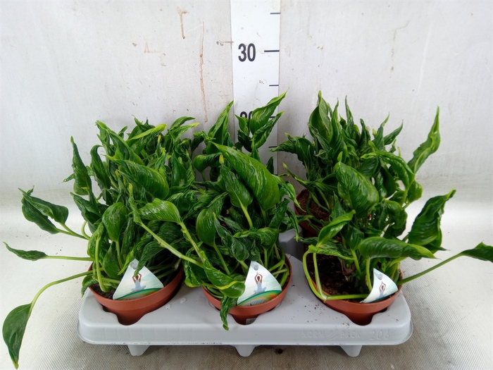 <h4>Epipremnum   ...</h4>