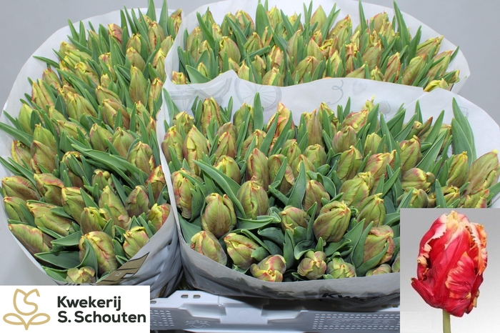 <h4>TU PA DEE JAY PARROT</h4>