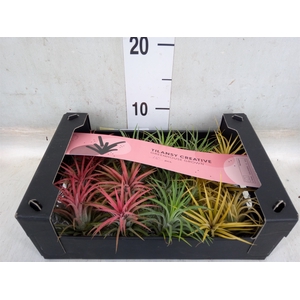 Tillandsia ionantha