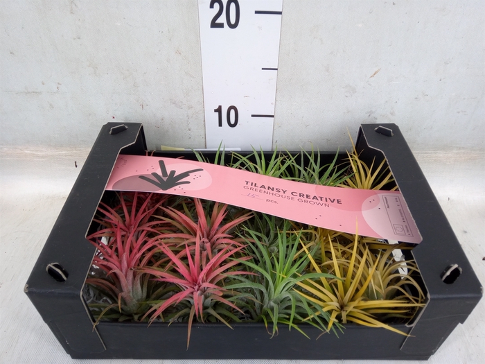 <h4>Tillandsia ionantha</h4>