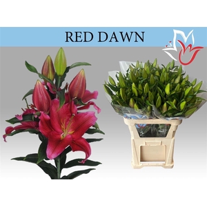 Li Or Red Dawn 5+