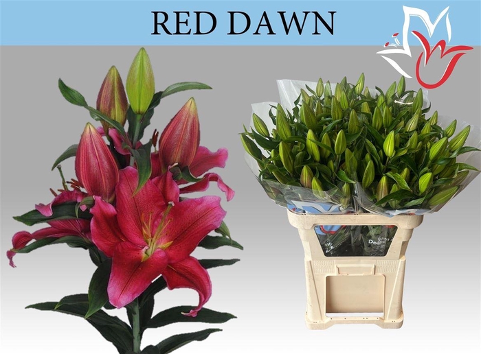 <h4>Li Or Red Dawn 5+</h4>