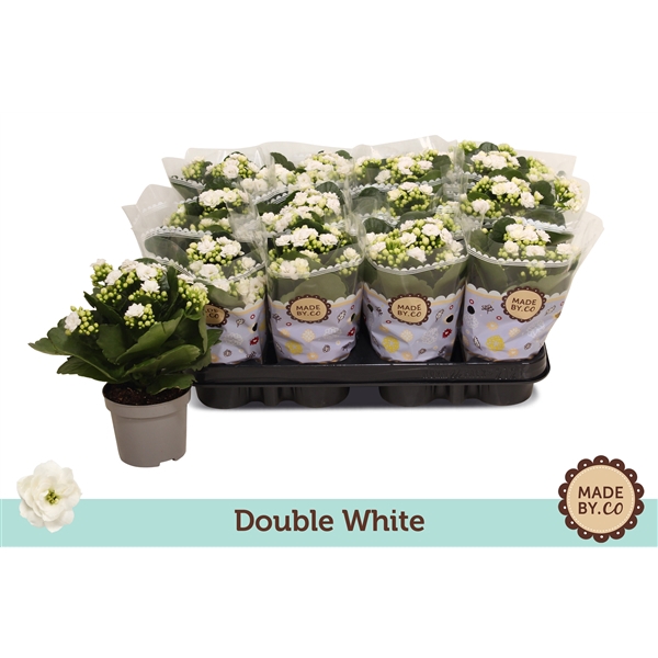 <h4>Kalanchoë Double White</h4>