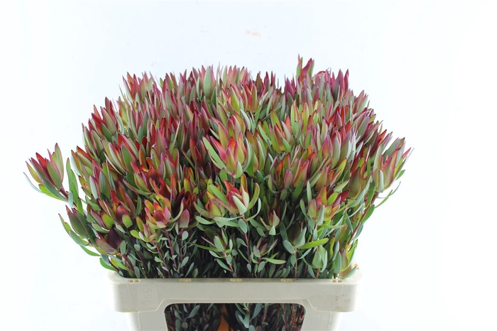 <h4>Leucad Sal Blush Ex</h4>