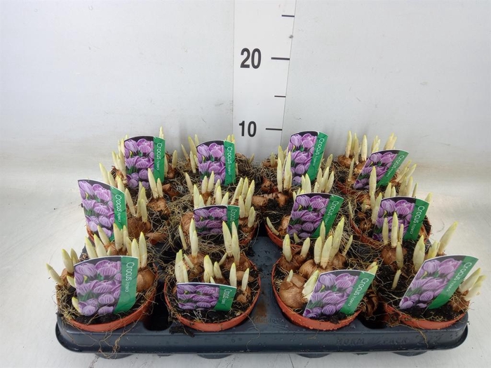 <h4>Crocus vernus 'Pickwick'</h4>