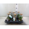 Arr.   Planten L%