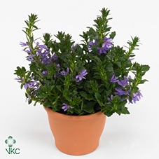 Scaevola saligna 'Saphira'
