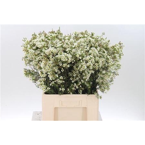 Chamelauc Ofir White