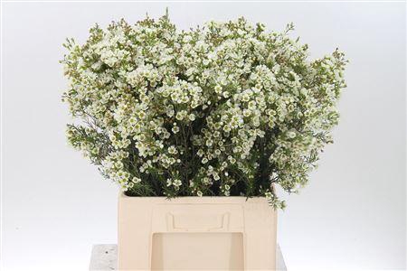 <h4>Chamelauc White Crystal Pearl</h4>