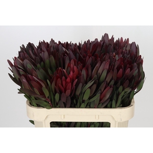 Leucadendron Saf Sunset Dark R.