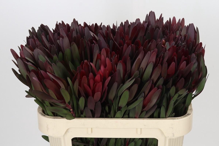 <h4>Leucadendron Saf Sunset Dark R.</h4>