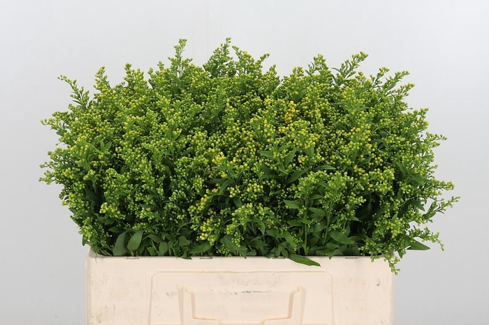 <h4>Soli Carzan Glory</h4>