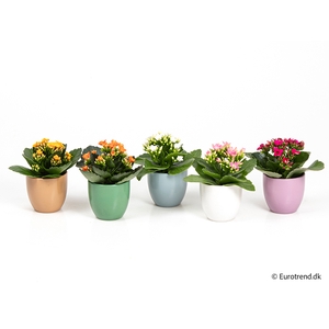 KALANCHOE BLOSSF p6 E 3056