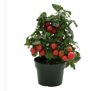 TOMATE ORNAMENTAL P14