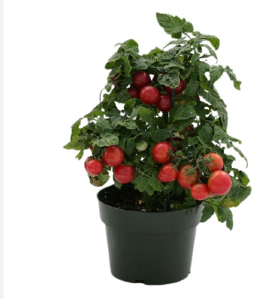 <h4>TOMATE ORNAMENTAL P14</h4>