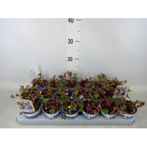 Anemone blanda 'Blue Shades'