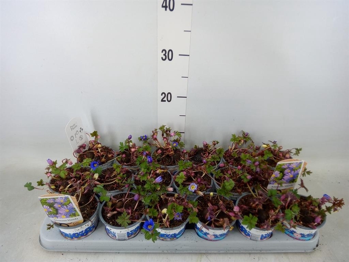 <h4>Anemone blanda 'Blue Shades'</h4>