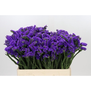 Limonium Navy Sun Birds