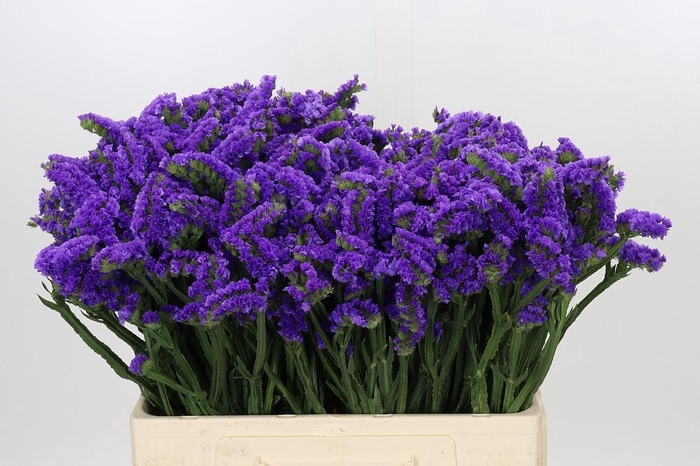 Limonium Navy Sun Birds