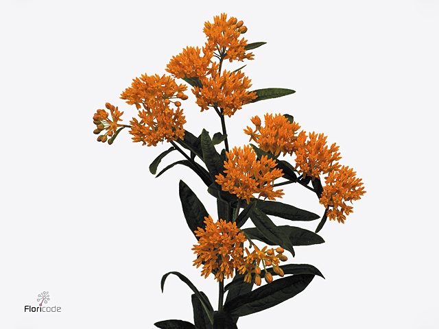 Asclepias Tuberosa