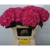 Hydrangea rodeo red