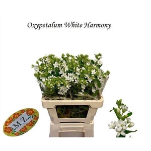Oxy Co Perf White Harmony
