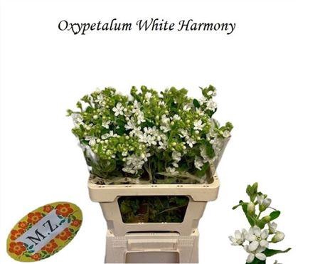 <h4>Oxy Co Perf White Harmony</h4>