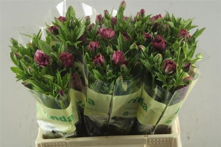 <h4>Ran Co Mag Raspberry</h4>