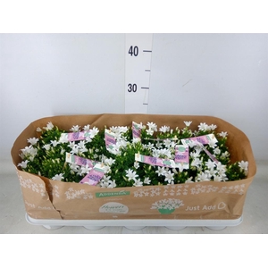 Campanula porten. 'Ambella White'