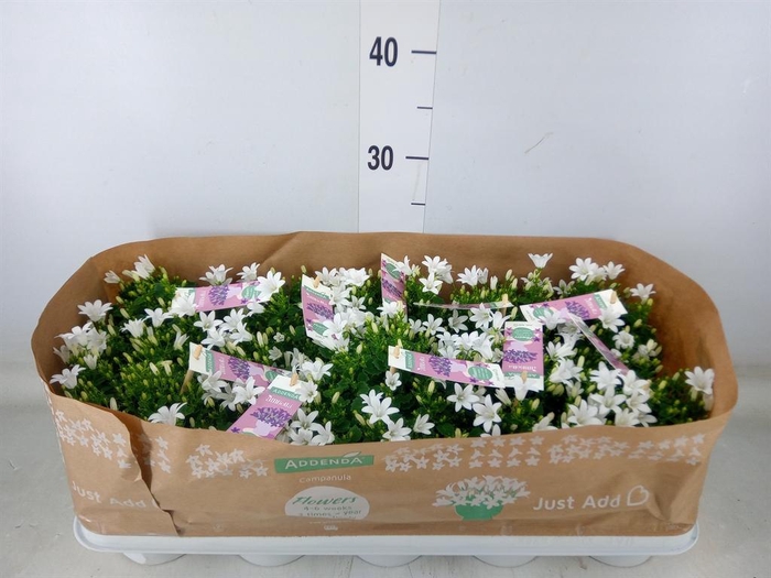 <h4>Campanula porten. 'Ambella White'</h4>