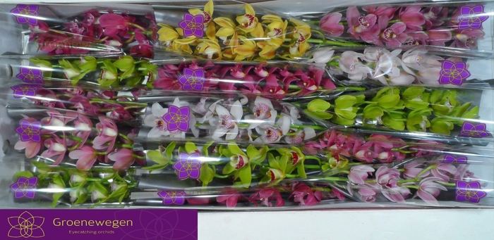 <h4>CYMB MI GEM</h4>