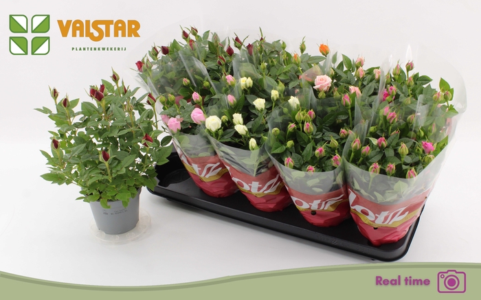 <h4>RO LOTZ OF GEM 6 KL</h4>