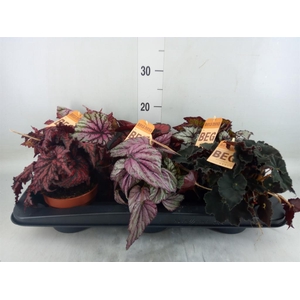 Begonia BD rex   ...mix