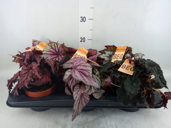 <h4>Begonia BD rex ...mix</h4>