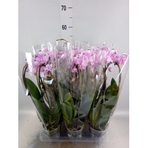 Phalaenopsis  'Elegant Cascade'