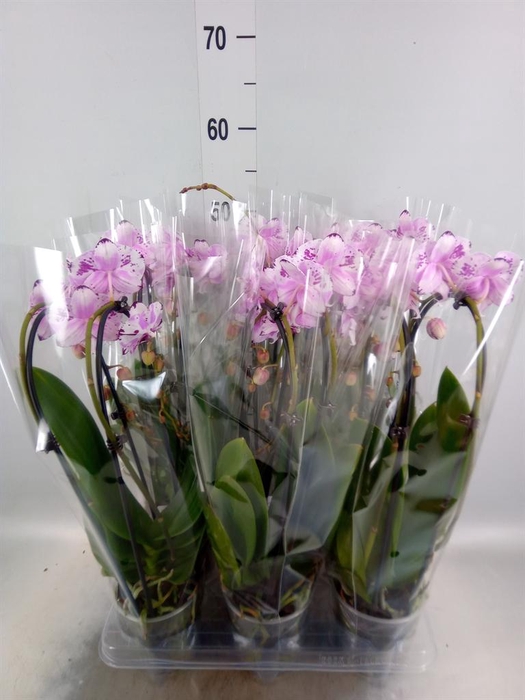 <h4>Phalaenopsis  'Elegant Cascade'</h4>