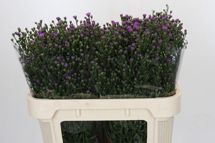 <h4>Aster Baby Pink</h4>