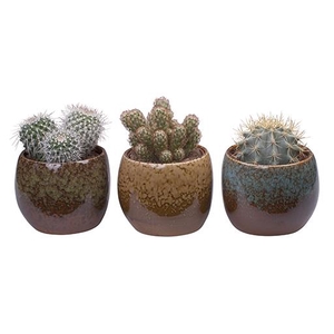 CACTACEAE P12 L 575