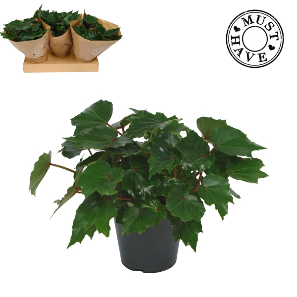 <h4>Bladbegonia Rex Rubi Verde MUST HAVE</h4>