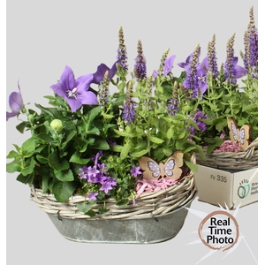 ARR TUINPLANTEN