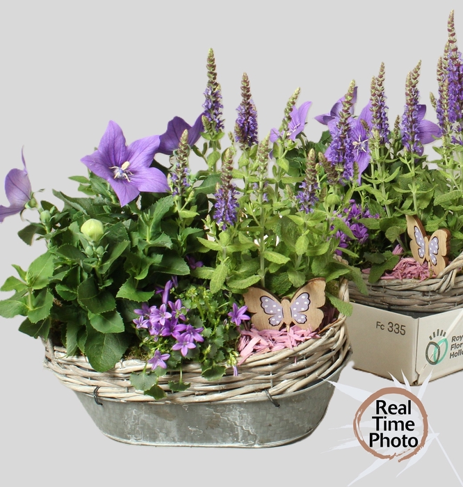 <h4>ARR TUINPLANTEN</h4>