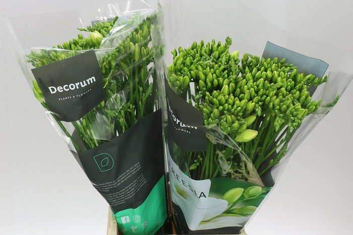 <h4>Fr Du Versailles Ex</h4>