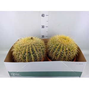 Echinocactus grusonii
