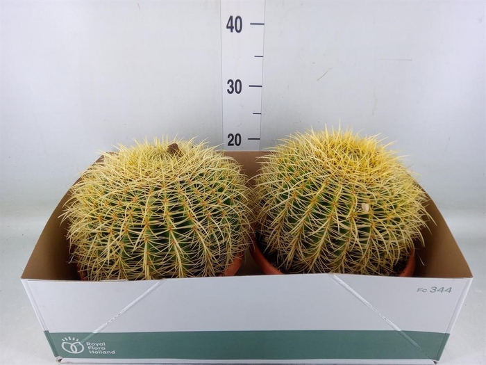 <h4>Echinocactus grusonii</h4>