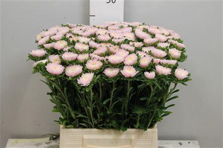 Callis Jules Pink